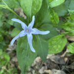 Vinca major var. oxyloba