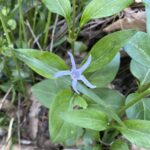 Vinca major var. oxyloba
