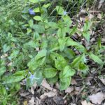 Vinca major var. oxyloba The plant