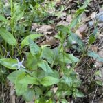 Vinca major var. oxyloba The plant (2)