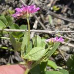 trifolium resupinatum Peduncle longer than subtending leaf