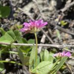 trifolium resupinatum calyx