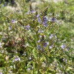 Veronica anagallis-aquatica