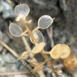 Alyssum simplex Dry fruits