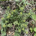 Alyssum umbellatum Plants