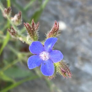 Anchusa azurea Calyx hair