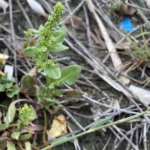 Beta vulgaris subsp. maritima
