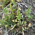 Beta vulgaris subsp. maritima
