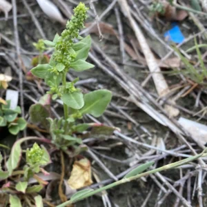 Beta vulgaris subsp. maritima