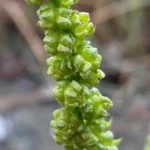 Beta vulgaris subsp. maritima