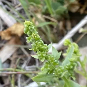 Beta vulgaris subsp. maritima