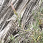 Convolvulus oleifolius Leaves and sepals