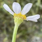 Cota amblyolepis