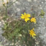 Crepis aspera