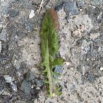 Crepis aspera Basal leaf
