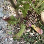 Crepis aspera Basal leaves