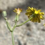 Crepis aspera Flower heads different stages