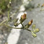 Crepis aspera involucre - inner and outer bracts
