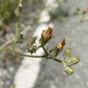 Crepis aspera involucre - inner and outer bracts