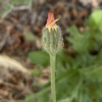 Crepis foetida subsp. foetida