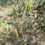 Crepis pulchra