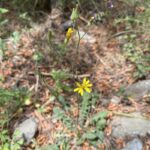 Crepis reuteriana