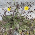 Crepis sancta subps. sancta