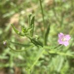 Epilobium lamyi flower and inflorescence