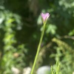 Epilobium lamyi Elongated panicle