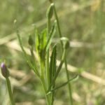 Epilobium lamyi Narrow, toothed leaf