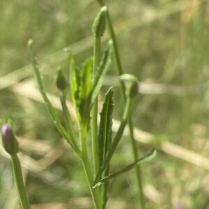 Epilobium lamyi Narrow, toothed leaf