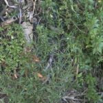 Epilobium lamyi The plant - Significant branching