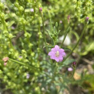Epilobium tetragonum