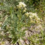 Lepidium draba subps. chalepense