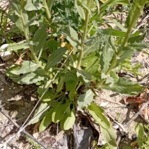 Lepidium draba subps. chalepense Basal leaves