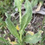Lepidium draba subsp. chalepense Stem