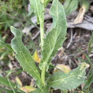 Lepidium draba subsp. chalepense Stem