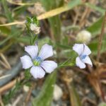 Linum bienne