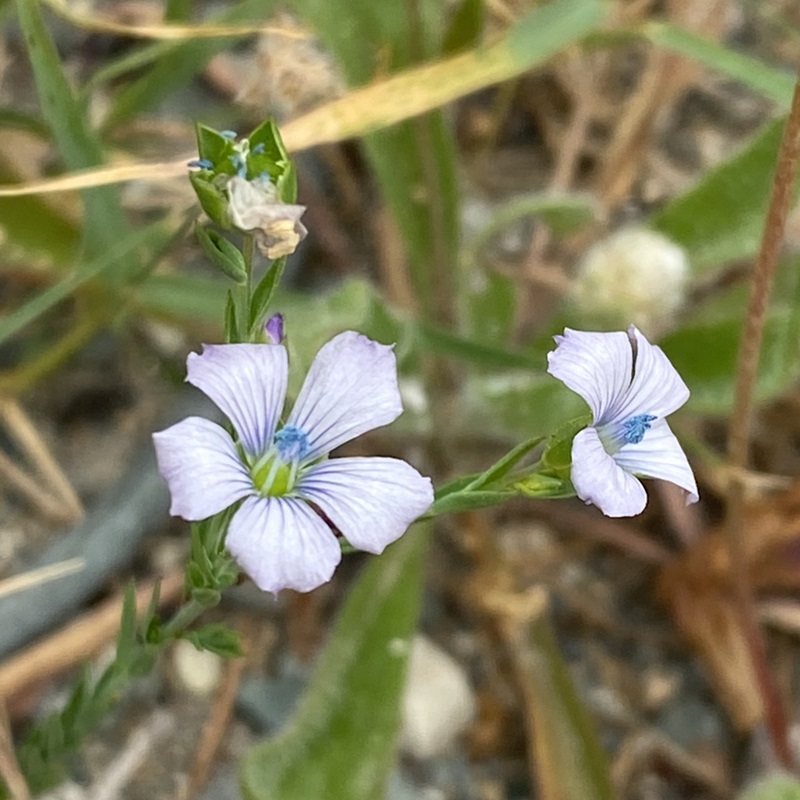 Linum bienne