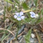 Linum bienne