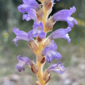 Orobanche ramosa Calyx teeth