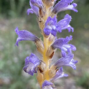 Orobanche ramosa Corolla