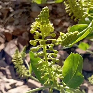 Phytolacca pruinosa Flowers
