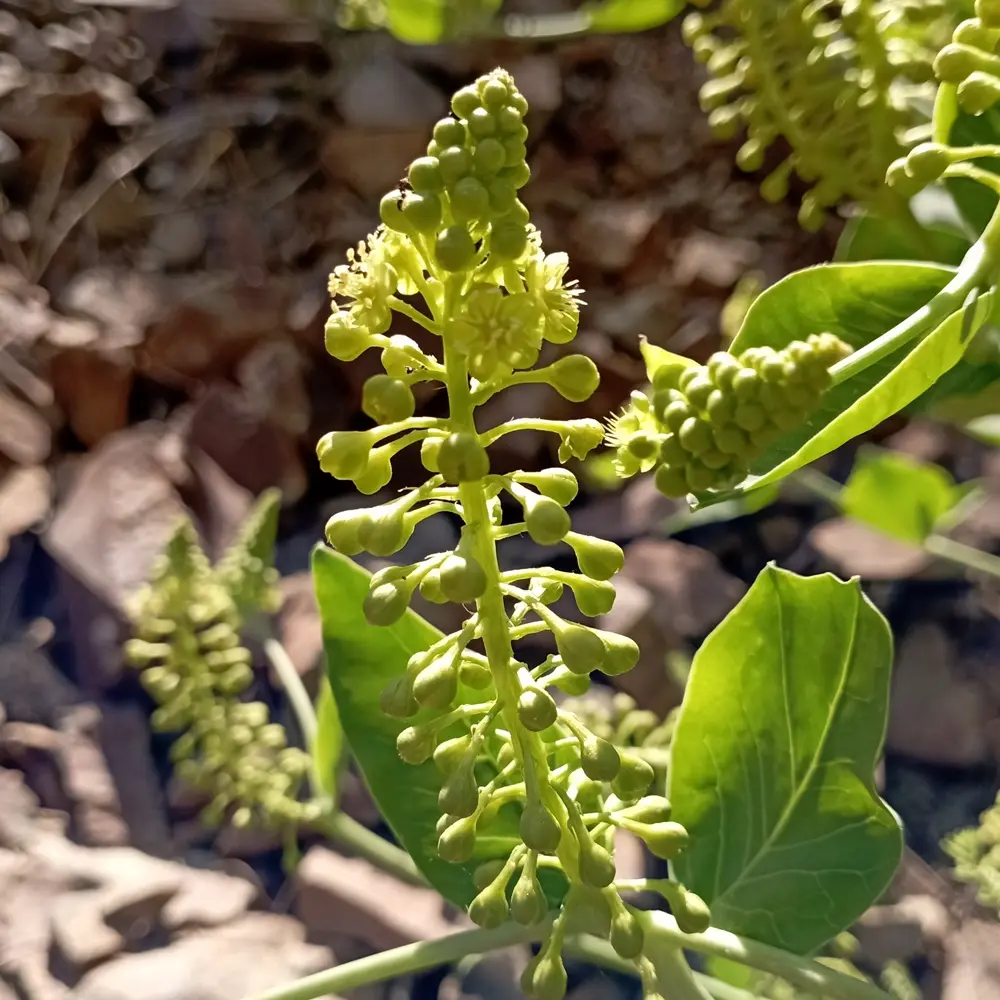 Phytolacca pruinosa Flowers