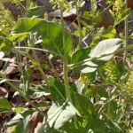 Phytolacca pruinosa Leaves