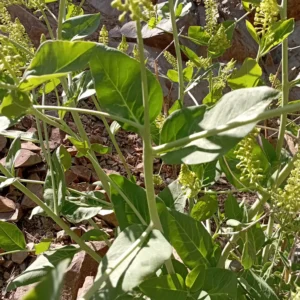 Phytolacca pruinosa Leaves