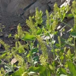 Phytolacca pruinosa Milikouri 900m Caryophyllales (4)