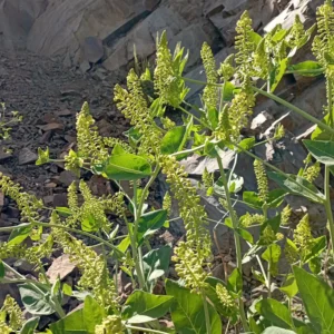Phytolacca pruinosa Milikouri 900m Caryophyllales (4)