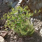 Phytolacca pruinosa The plant