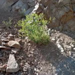 Phytolacca pruinosa The plant